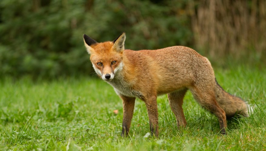 is fox urine dangerous to dogs