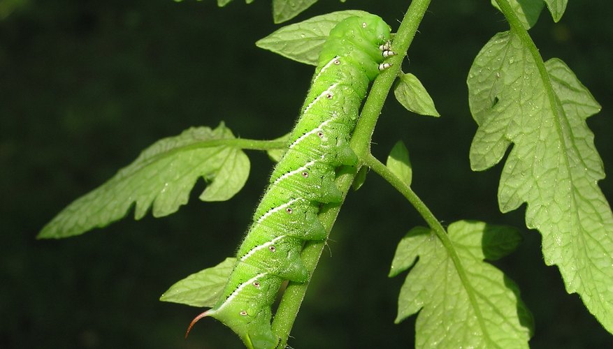 the-life-cycle-of-the-tomato-hornworm-sciencing