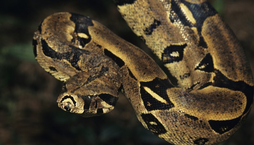 How Boa Constrictors Breathe While Squeezing the Life Out of Their