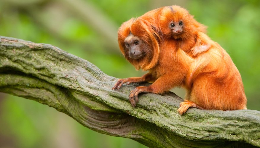 Animals Found in the Tropical Evergreen Forest | Sciencing Animals Found in the Tropical Evergreen Forest | Sciencing