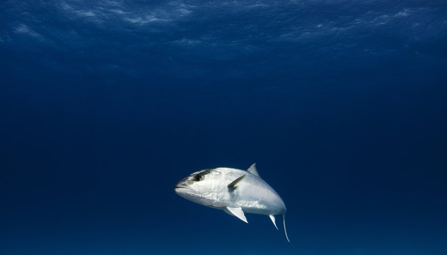 Photo Credit: ShaneGross/iStock/Getty Images Greater Amberjack