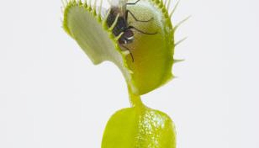 This close-up shot shows the flytrap's two-lobed blade trap and the petiole.