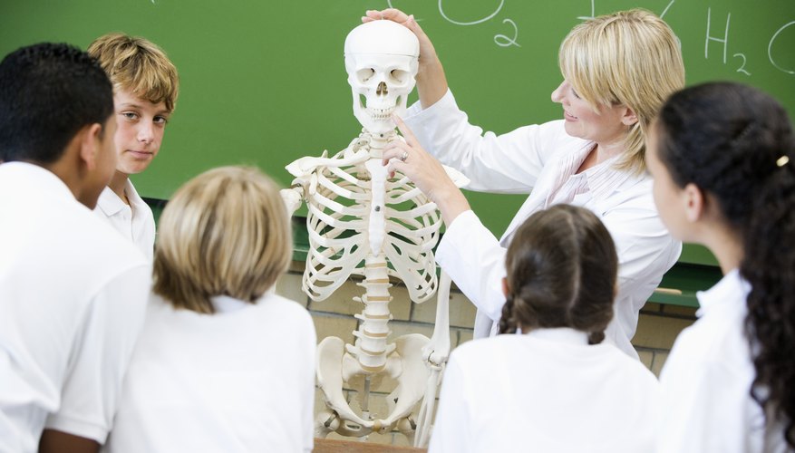 Life-like models of the skeleton are useful in classroom activities.