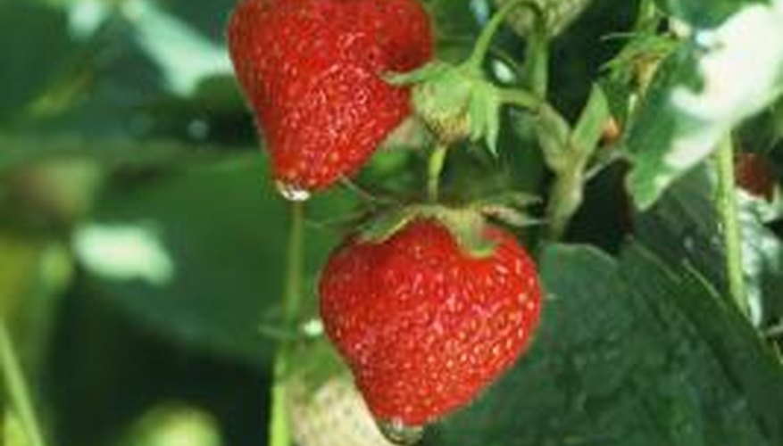 Healthy strawberry plants should have sturdy, upright stems.