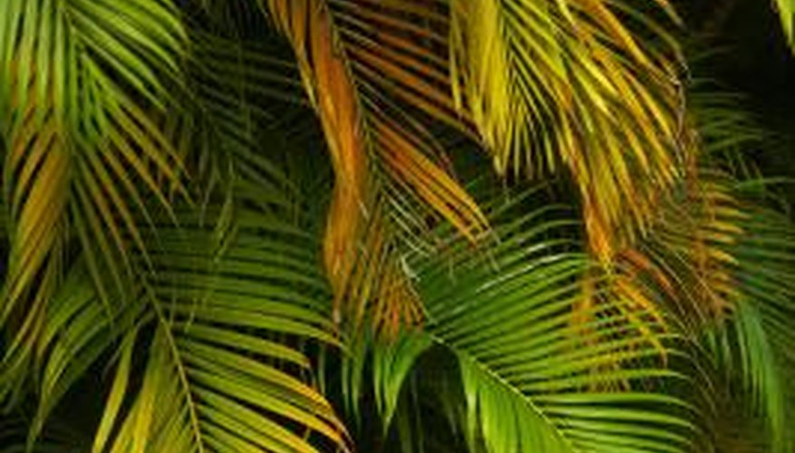 Many rotting diseases also cause fronds to turn yellow or brown.