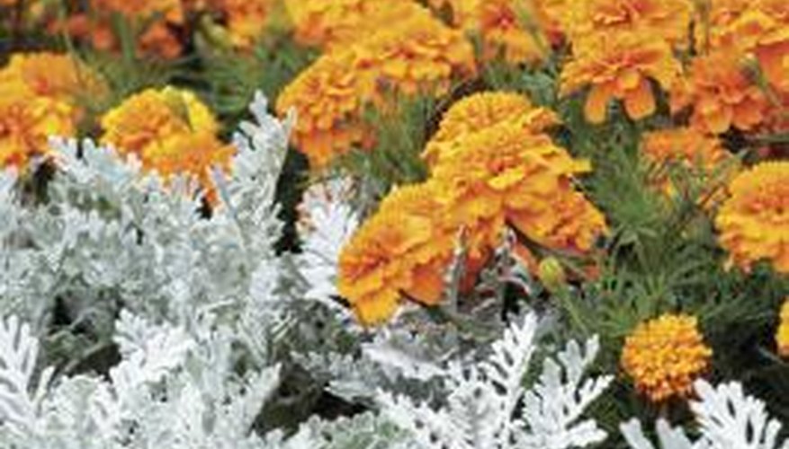 Dusty Miller in the foreground contrasts well with bright, sunny marigolds.