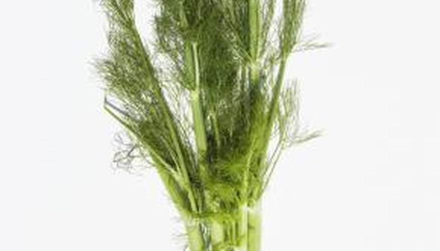 Fennel is an excellent addition to many dishes and can used as both a vegetable and a spice.