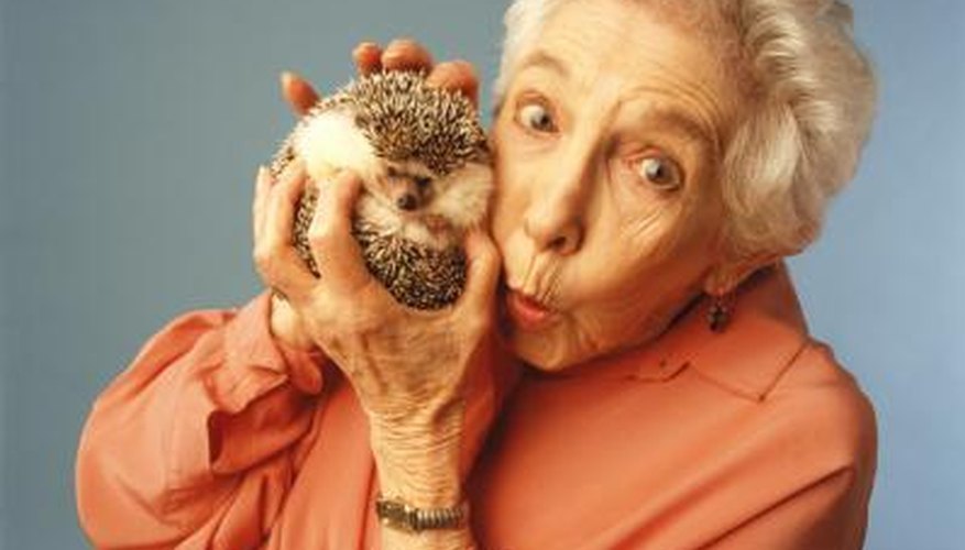 Hedgehog owners will find that their pet can eat just about anything they can.