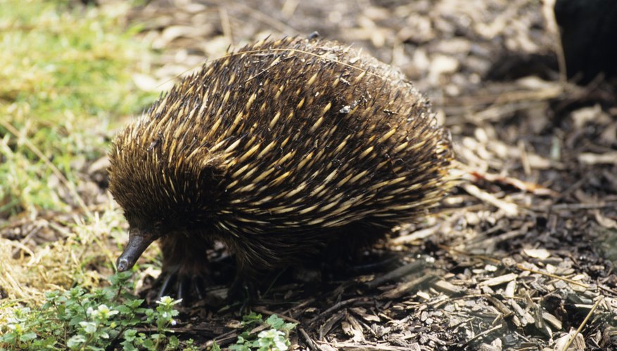 The ecihdna or spiny anteater is one of the few mammals to lay eggs.