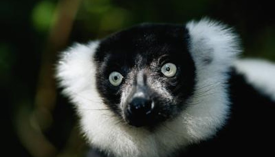 Lemurs can be found on the island nation Madagascar.