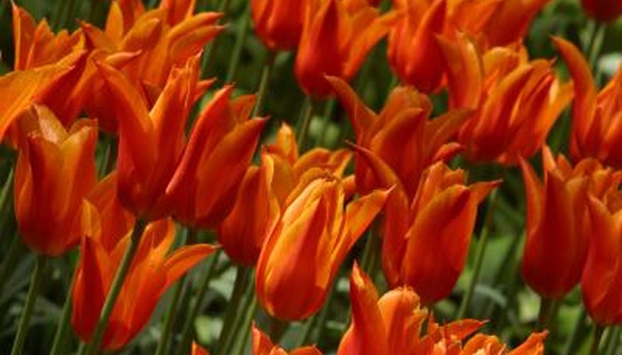 Tulips bloom in vibrant colours.