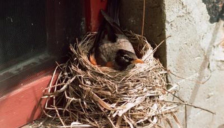 Fledgling robins are often clumsy and fall from the nest.
