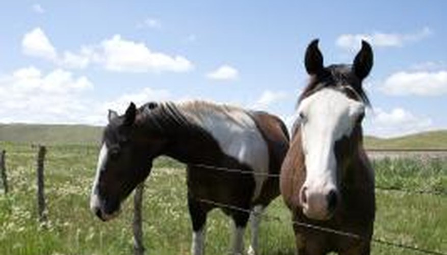 There are many vegetables that horses can safely eat.