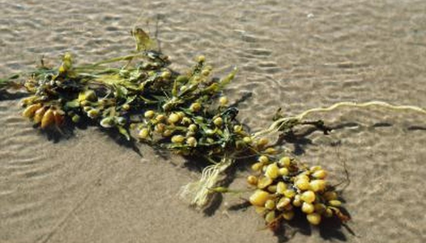 Learning about local seaweed varieties might be part of a class outing to the ocean.