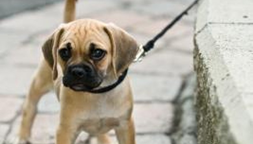 what-is-the-age-to-start-walking-a-puppy-pets-the-nest