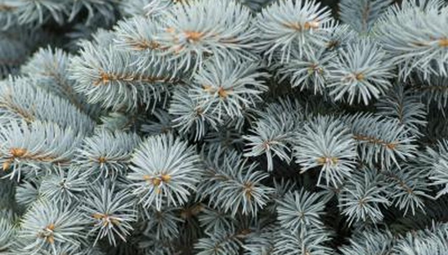 Choose a semi-dwarf blue spruce tree for containers.