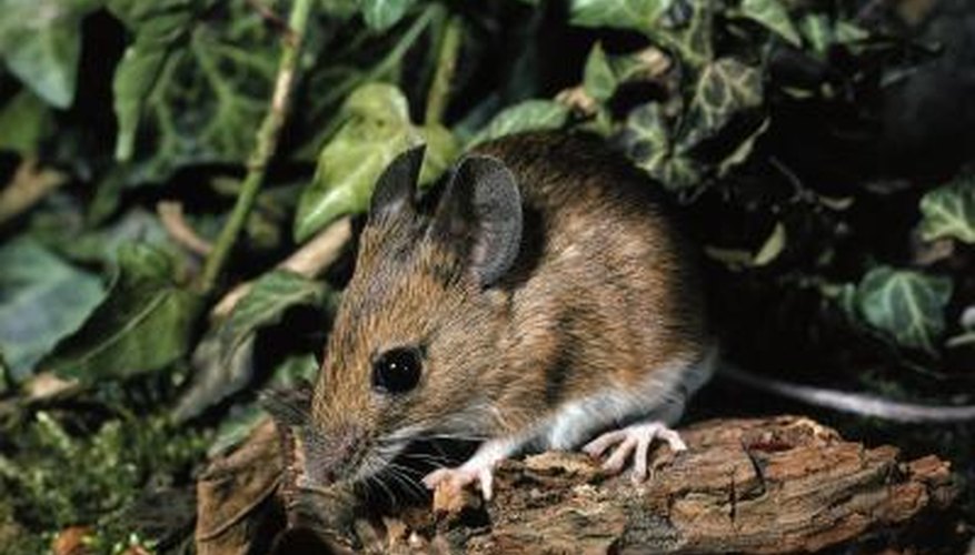Mice can cause a lot of damage to a garden.