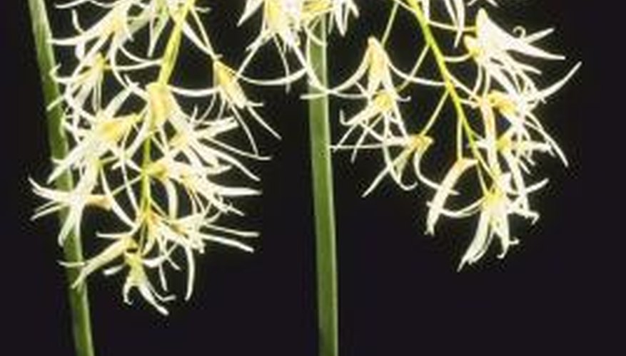 The orchid family is composed of about 20,000 species found worldwide.