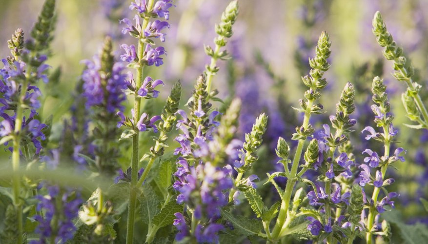 Lavender thrives in warm climates.