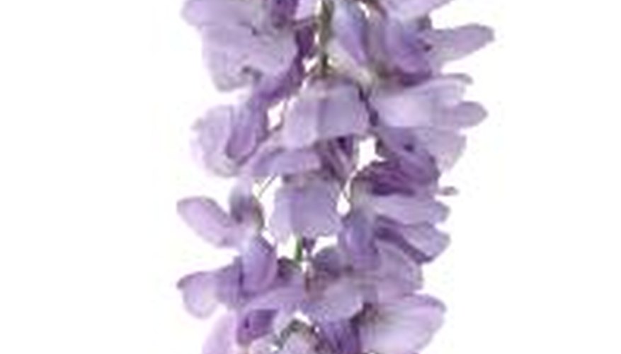 A pendant raceme cluster of Japanese wisteria flowers