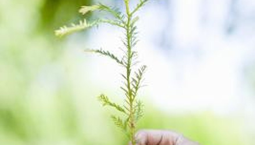 This little tree grew from one seed found inside a pine cone.