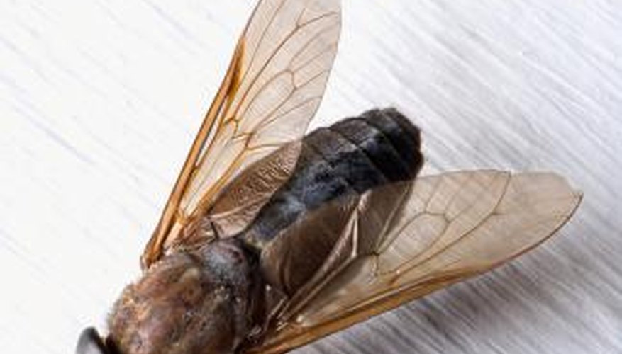 what-causes-horse-flies-ehow-uk