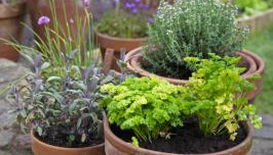 Plants like herbs that do well in containers are good candidates for shallow soil.