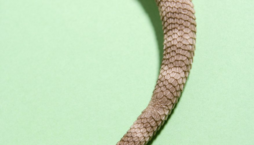 Check the tip of your bearded dragon's tail for dead skin after a shed.