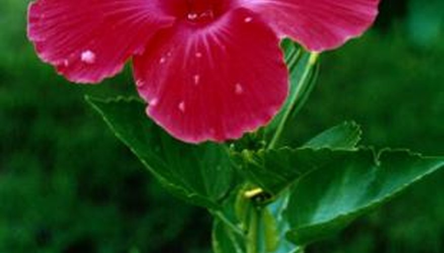 Lovely hibiscus flowers always have five petals.