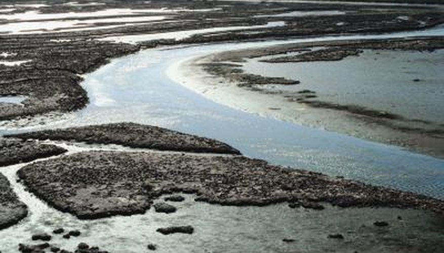 Photo Credit: Jupiterimages/Photos.com/Getty Images Mudflats in estuaries may be home to many burrowing invertebrates.