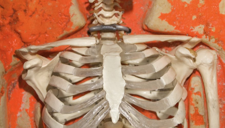 axial skeleton thoracic cage