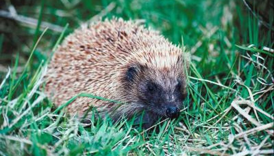 Hedgehog spines each measure around 1 inch.