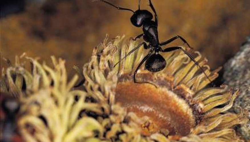 Ants will eat fungus that is killing a tree as well as the rotting wood.