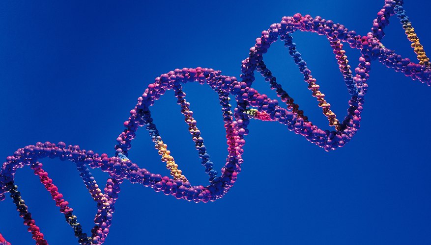 What Are Some Characteristics Of DNA Sciencing   78456550 