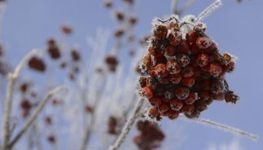The berries of the rowan tree persist into the winter months.