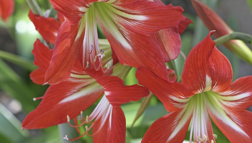 Red amaryllis.
