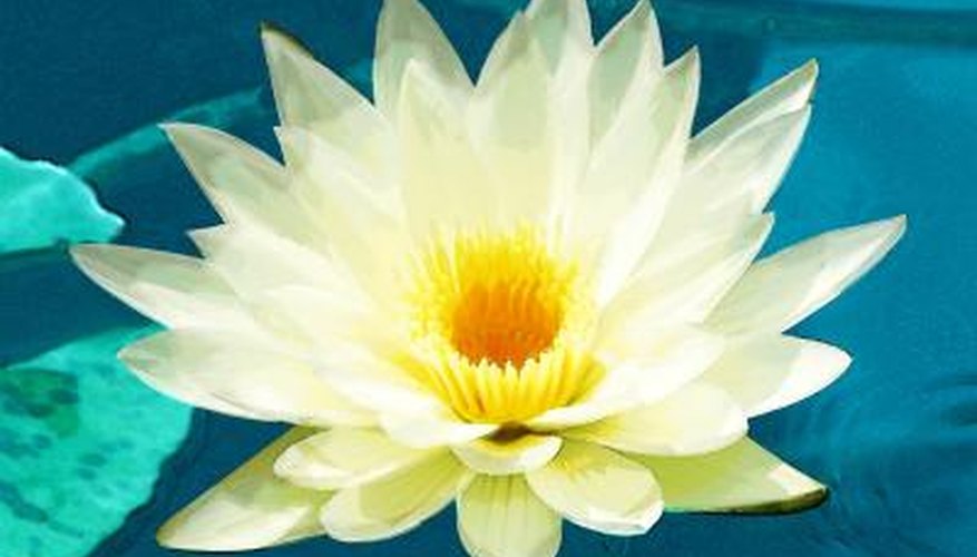 The lotus plant is adapted to a water-rich environment.