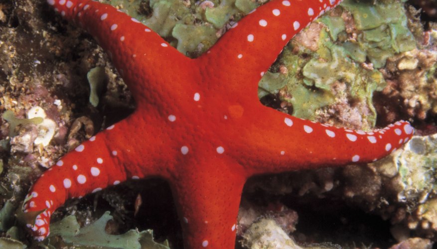 Starfish adapt to all sorts of marine environments.