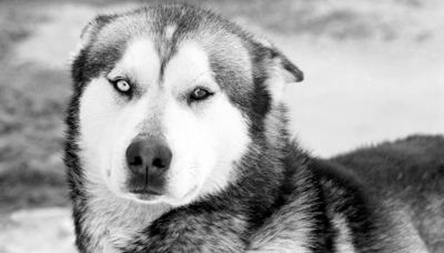 Siberian Huskies are family dogs, and were originally breed to be sled dogs.