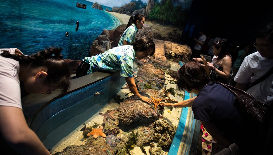 Share your knowledge by working at an aquarium; inspiring children through your interest in marine biology is one of the best ways to show your dedication!