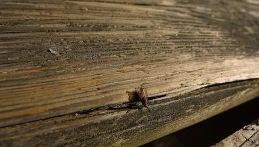 Flies can be a nuisance in or around your home.