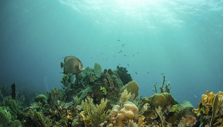 How Have Plants Adapted to the Coral Reef to Survive? | Sciencing