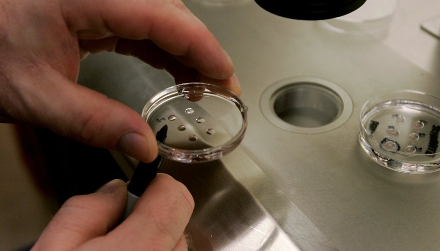 Religious opponents of IVF argue that the procedure dehumanizes embryos.