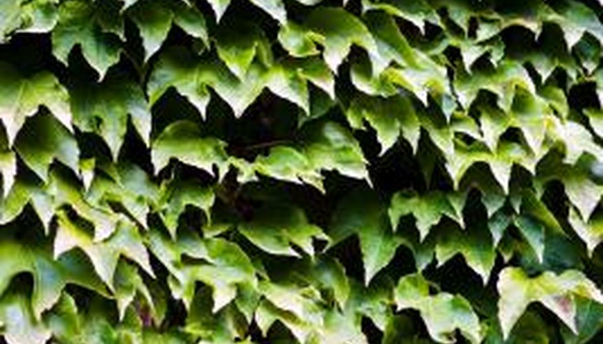 Ivy is often found growing in vines on walls and buildings.