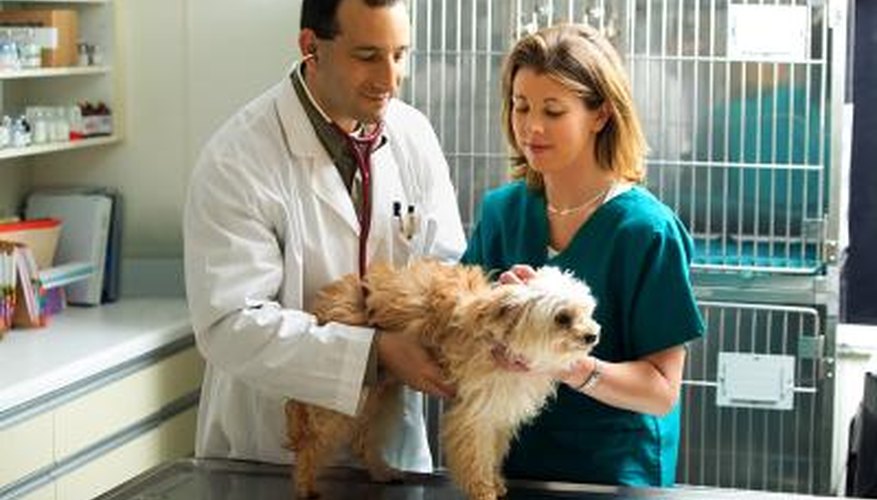 Your vet can help you understand more about dog births.