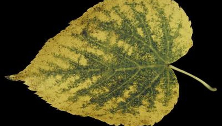 This leaf came from a lime tree, also known as a linden tree.