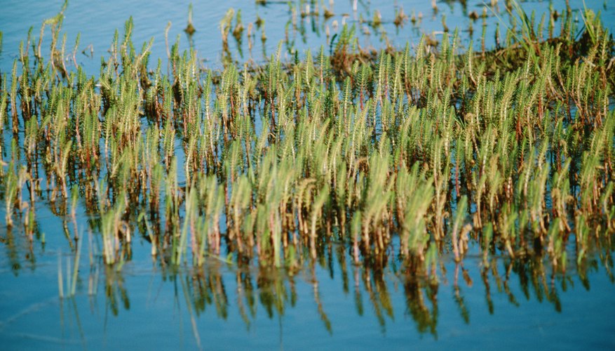Names of Tall Grasses That Grow Around Lakes | Sciencing