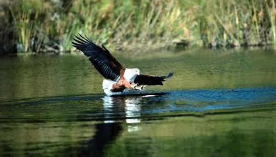 Photo Credit: NA/Photos.com/Getty Images African fish-eagles patrol estuaries for fish and waterfowl.