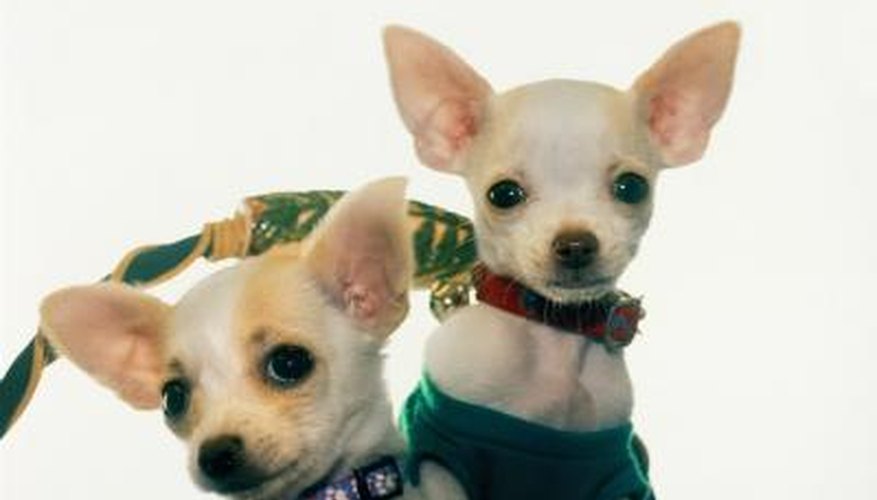 Chihuahuas are small, but it's not hard to tell male from female.