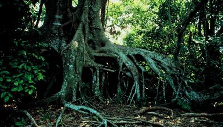 Mangrove trees require a specific set of conditions to grow.